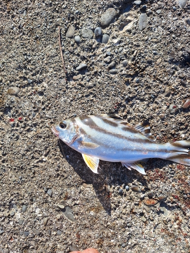 コトヒキの釣果