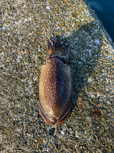 シリヤケイカの釣果