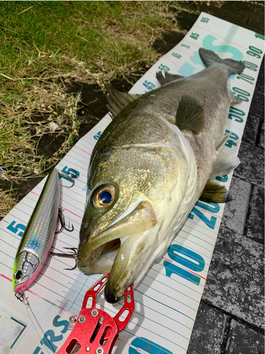 スズキの釣果