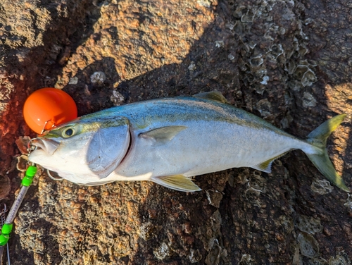 ヤズの釣果