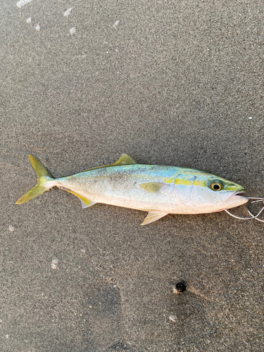 ツバスの釣果