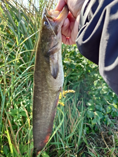 ナマズの釣果