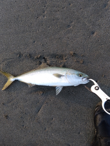 ツバスの釣果