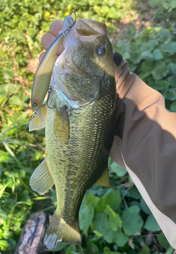 ラージマウスバスの釣果