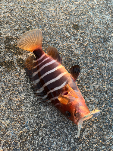 マハタの釣果