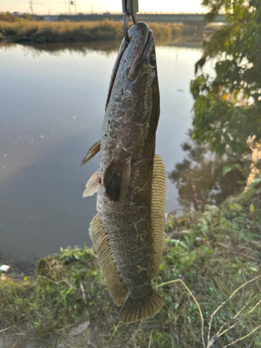 ライギョの釣果