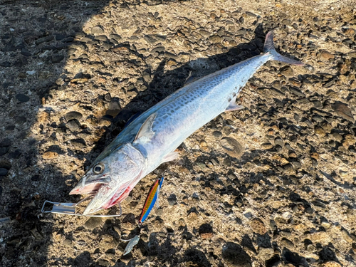 サゴシの釣果