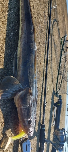 マゴチの釣果