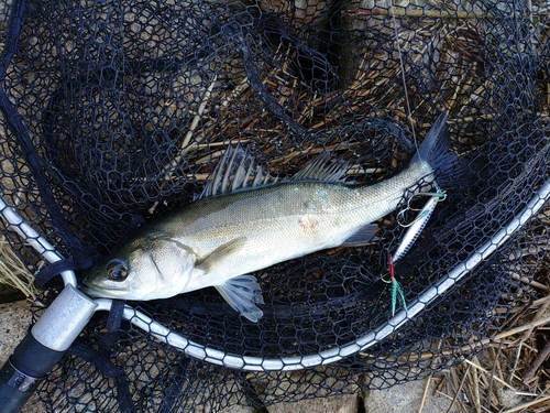 セイゴ（マルスズキ）の釣果