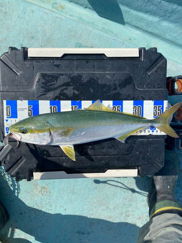 イナダの釣果