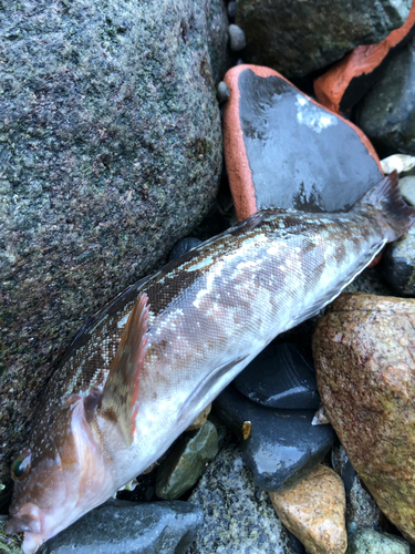 アイナメの釣果