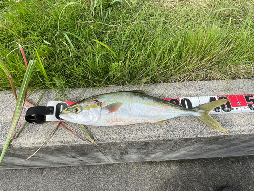 ワカシの釣果