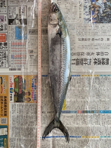 サゴシの釣果