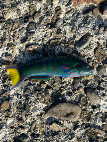 オトメベラの釣果