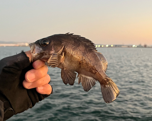 メバルの釣果