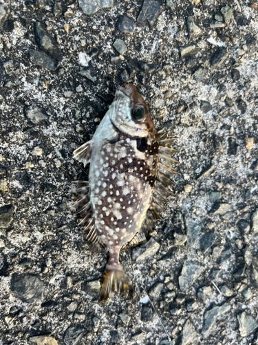 アイゴの釣果