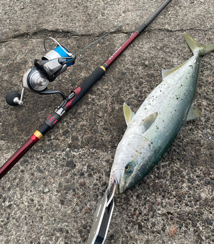 イナダの釣果