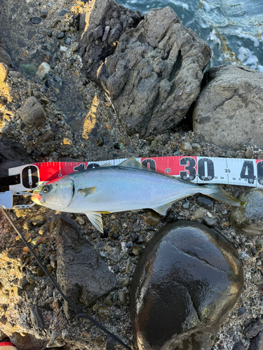 ツバスの釣果