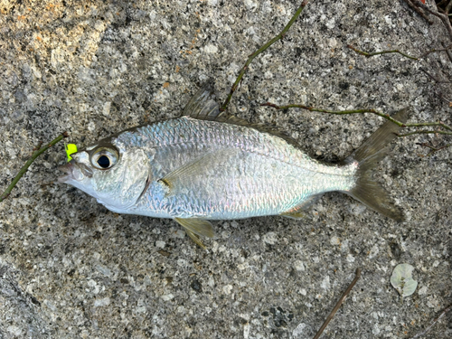 ヘダイの釣果