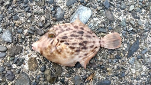 カワハギの釣果