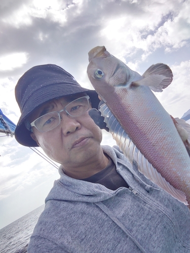 アマダイの釣果