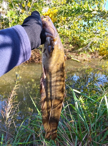 ナマズの釣果