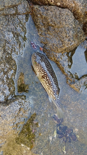 ショウサイフグの釣果