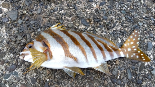 タカノハダイの釣果