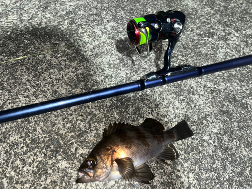 メバルの釣果