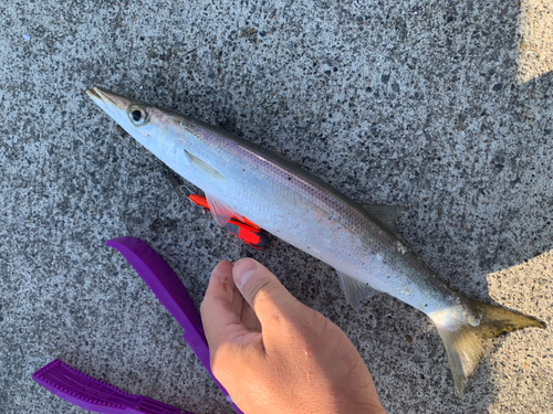 カマスの釣果