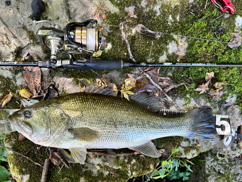 ブラックバスの釣果