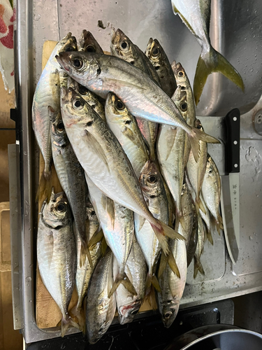 アジの釣果