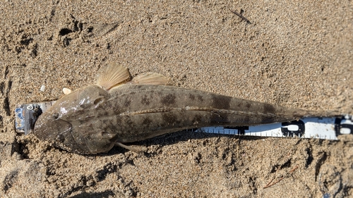 マゴチの釣果