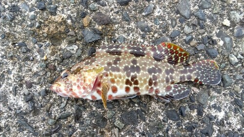 イシガキハタの釣果