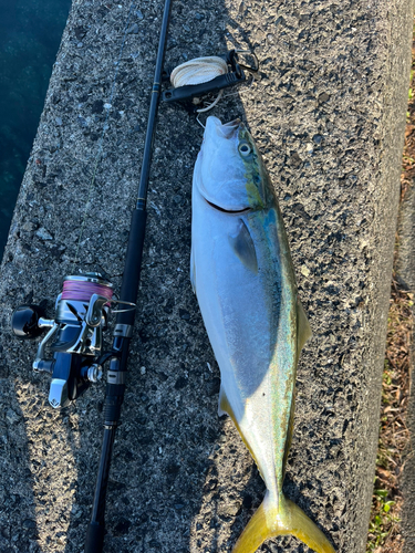 ヤズの釣果