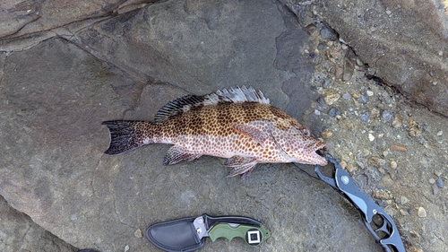 オオモンハタの釣果