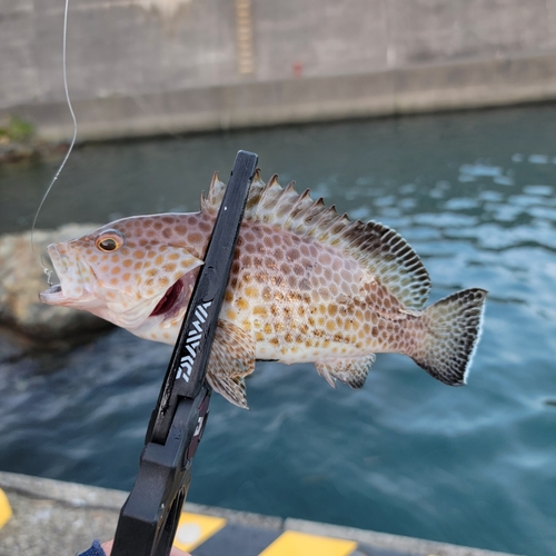 オオモンハタの釣果