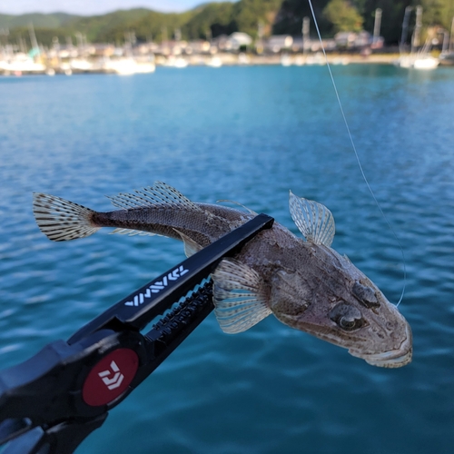 コチの釣果