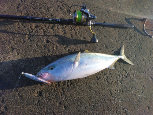 イナダの釣果