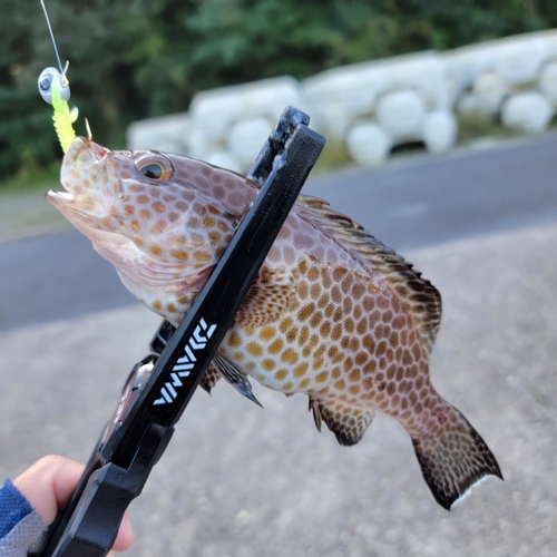 オオモンハタの釣果