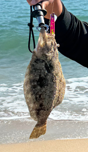 ソゲの釣果