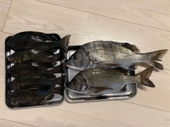 グレの釣果
