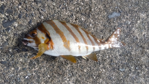 タカノハダイの釣果