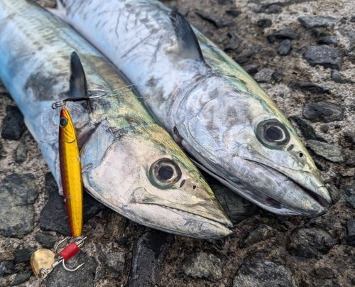 サゴシの釣果