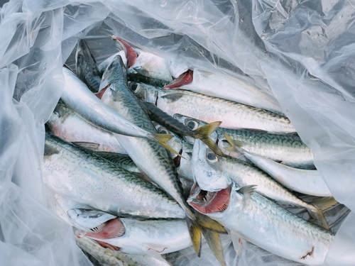 サバの釣果