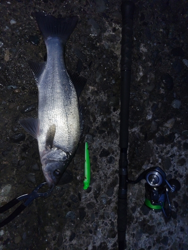 ヒラスズキの釣果