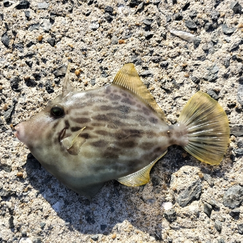 カワハギの釣果