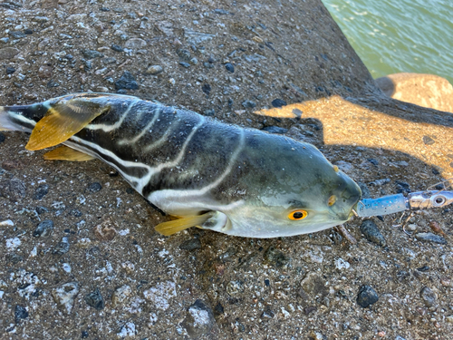 シマフグの釣果