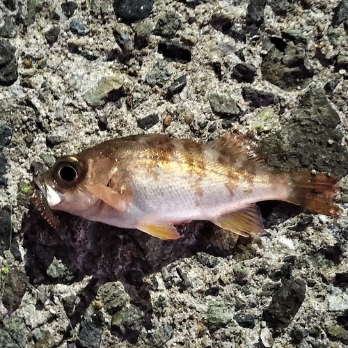 アカメバルの釣果