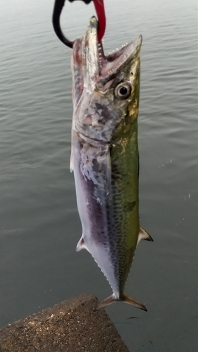 サワラの釣果